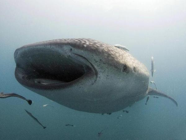 Un tiburón ballena en aguas filipinas donde es capturado para consumo humano, grupos protectores de animales abogan por eliminar esta práctica.