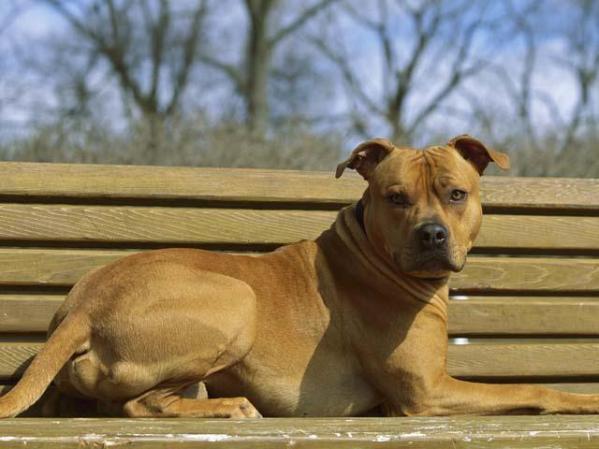 El Pit Bull, de origen inglés y de gran arraigo en los Estados Unidos, en el sexto lugar.