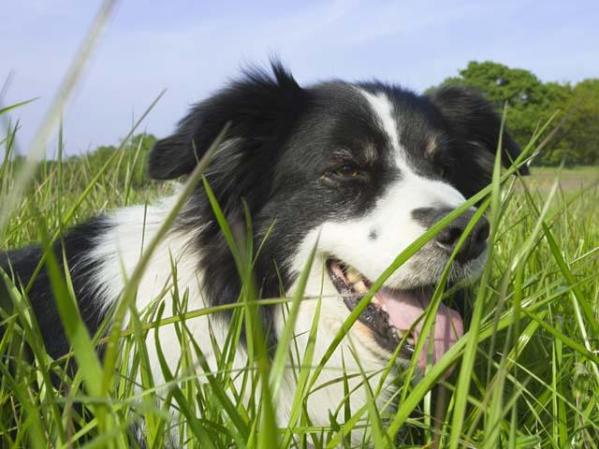 9, el Border Collie.