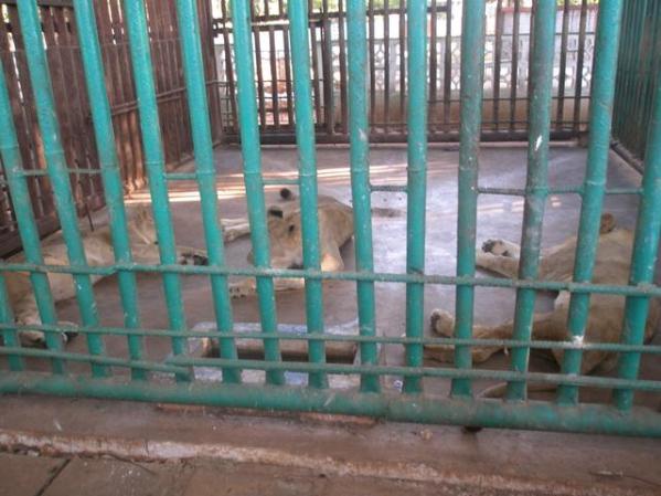 Leones del Zoologico de Cardrnas Matanzas
