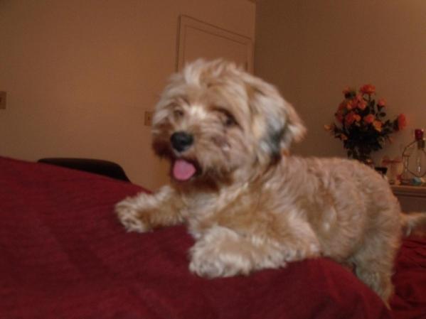 lola