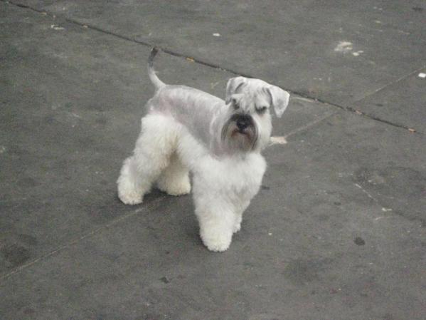 Haschy (Mini-Schnauzer)