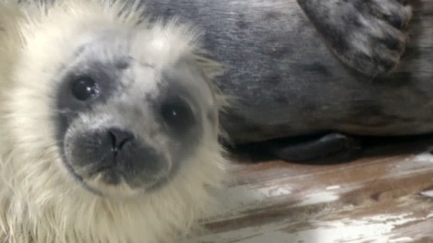 Un león marino salta del agua y atrapa a una niña