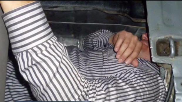 Insólito: hallan pequeño tigre en chequeo de aduanas