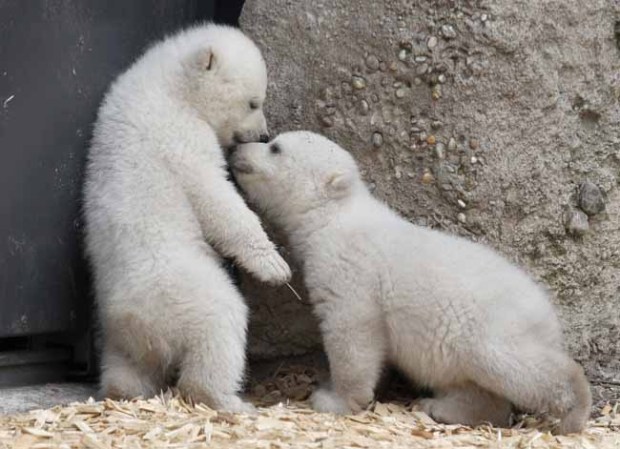 Los inquilinos más tiernos del zoológico.
