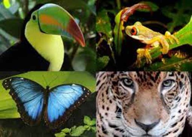 En esta mega maravilla podemos encontrar casi todo tipo de especie..