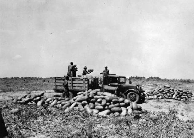 Camiones para la recolección y clasificación de melones de Leesburg, 1939.
