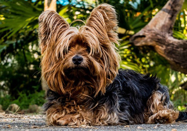 Una mascota con pedigree