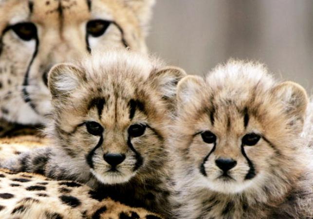 Vea fotos de animales bebés con sus madres en zoológicos alrededor del mundo.