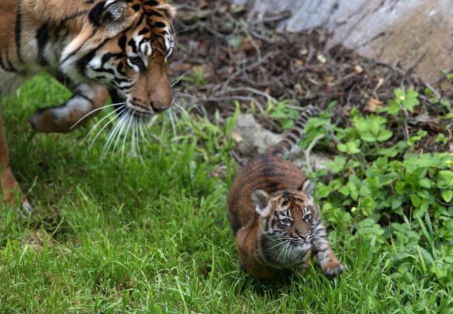 El periodo de gestación de estos tigres es de unos 103 días
