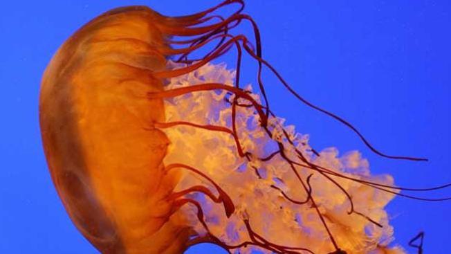 El fascinante mundo de las medusas