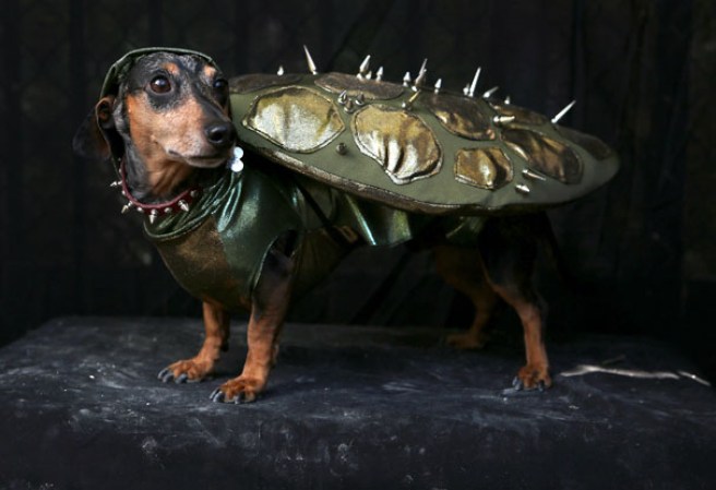 Varias mascotas se dieron cita al desfile “Tompkins Square Halloween Dog Parade” de Nueva York , una fiesta de Halloween para perros por todo lo alto.