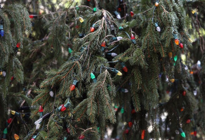 Varios artistas, acompañados de miles de espectadores, se dieron cita en Nueva York para iniciar oficialmente la navidad, tras encender el árbol navideño en la Plaza Rockefeller.