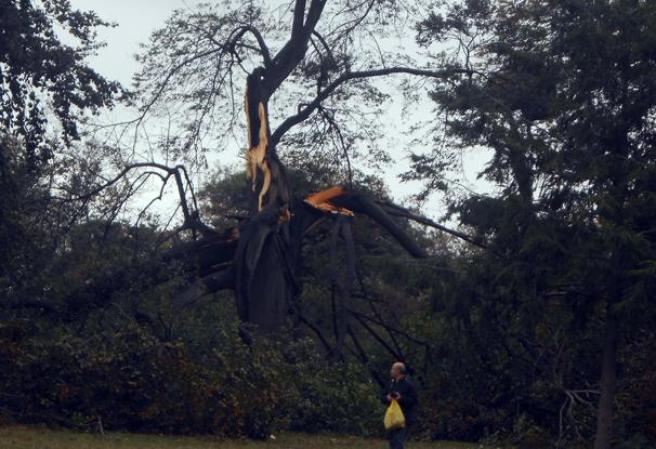 Arbol caído.