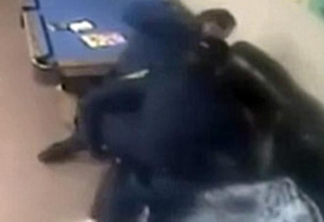 Una cámara de seguridad captó como unos policías atacaron a golpes y bastonazos a un desamparado en una sinagoga de Brooklyn.