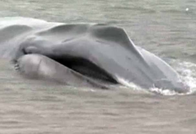 La ballena fue descubierta el miércoles por la mañana.