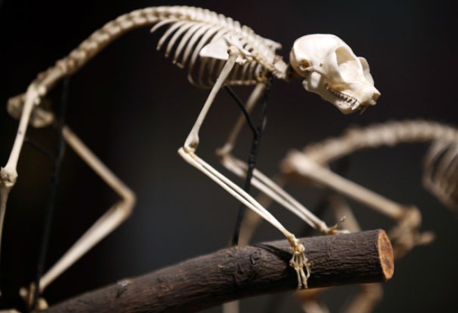El esqueleto de un Loris Perezoso en el museo “Grant Museum of Zoology” de Londres, dónde miles de diferentes especies mantienen una viva presencia.