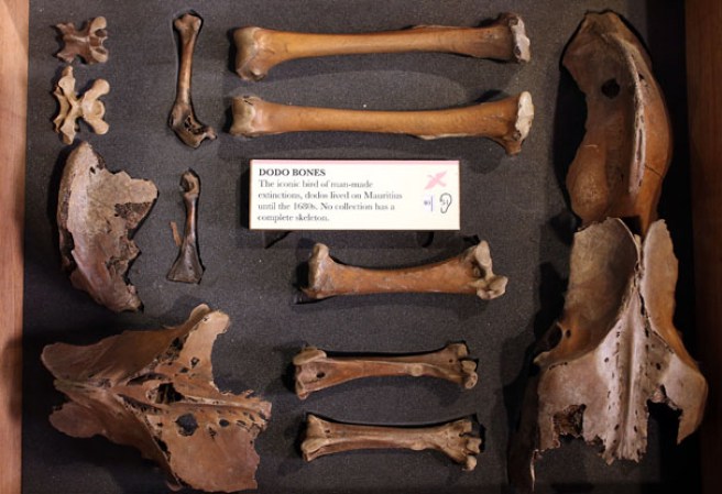 Huesos de la ave extinta "Dodo" o Dronte en el museo “Grant Museum of Zoology” de Londres, dónde miles de diferentes especies mantienen una viva presencia.