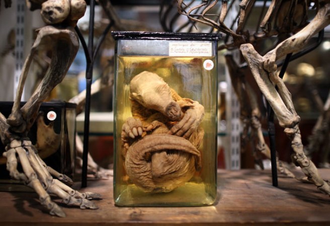 Un bebé cerdo hormiguero preservado en el museo “Grant Museum of Zoology” de Londres, dónde miles de diferentes especies mantienen una viva presencia.