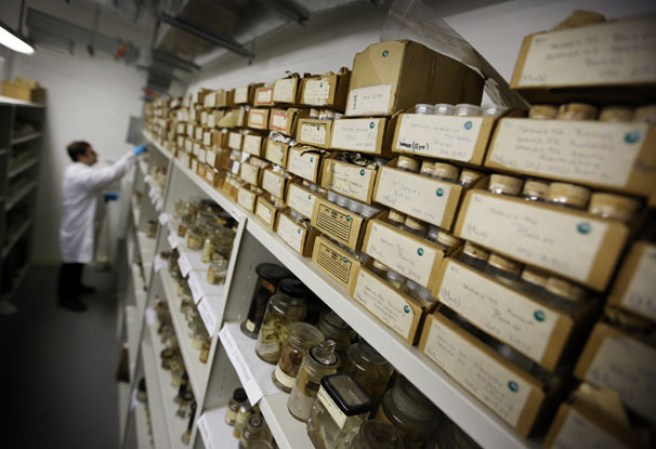El museo “Grant Museum of Zoology” de Londres guarda miles de diferentes especies mantienen una viva presencia.
