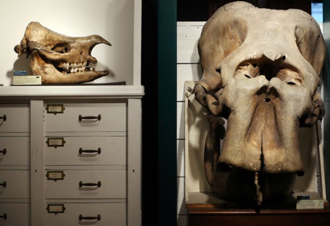 El cráneo de un rinoceronte y un elefante en el museo “Grant Museum of Zoology” de Londres, dónde miles de diferentes especies mantienen una viva presencia.