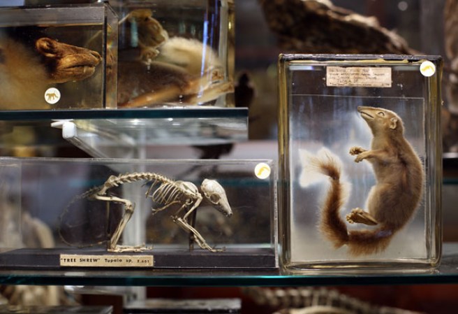 4 DE SEPTIEMBRE, 2012: ¿Conoces esta abundante colección de animales preservados en el “Grant Museum of Zoology” de Londres?