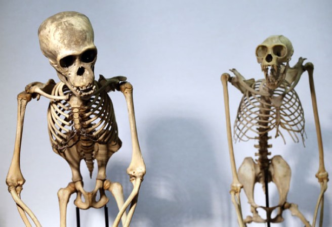 Esqueletos de monos muy similares al de los humanos en el museo “Grant Museum of Zoology” de Londres, dónde miles de diferentes especies mantienen una viva presencia.