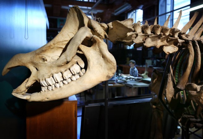 El esqueleto de un rinoceronte en el museo “Grant Museum of Zoology” de Londres, dónde miles de diferentes especies mantienen una viva presencia.