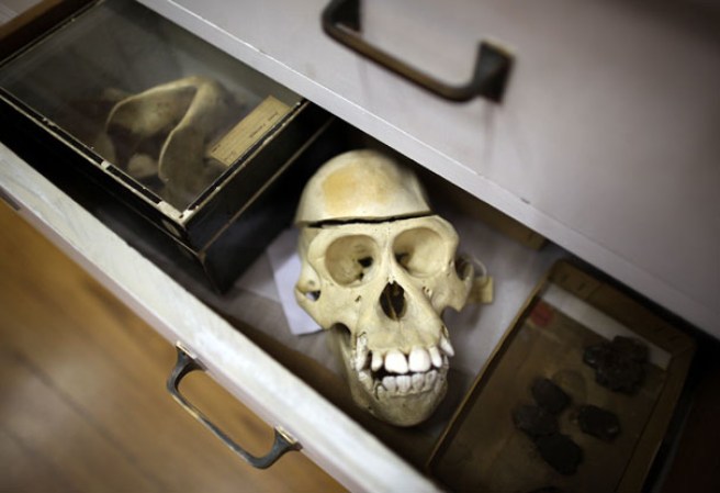 Un cráneo de mono en el museo “Grant Museum of Zoology” de Londres, dónde miles de diferentes especies mantienen una viva presencia.
