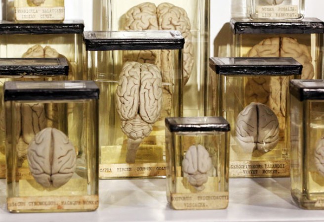 Una colección de cerebros en el museo “Grant Museum of Zoology” de Londres, dónde miles de diferentes especies mantienen una viva presencia.