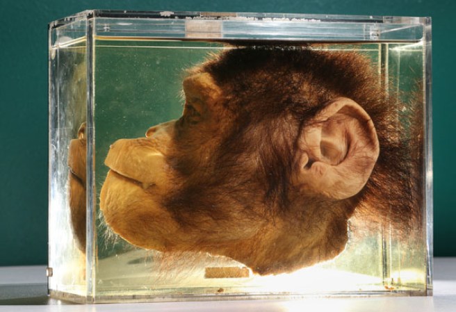 El lado lateral de la cabeza de un mono bisecado en el museo “Grant Museum of Zoology” de Londres, dónde miles de diferentes especies mantienen una viva presencia.