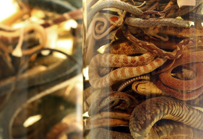 Culebras preservadas en el museo “Grant Museum of Zoology” de Londres, dónde miles de diferentes especies mantienen una viva presencia.