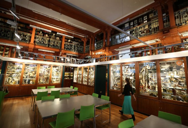 Una ordenada colección en el museo “Grant Museum of Zoology” de Londres, dónde miles de diferentes especies mantienen una viva presencia.