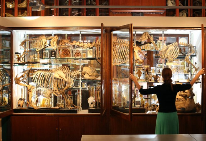 Un arsenal de esqueletos naturales guardados en gabinetes del museo “Grant Museum of Zoology” de Londres, dónde miles de diferentes especies mantienen una viva presencia.