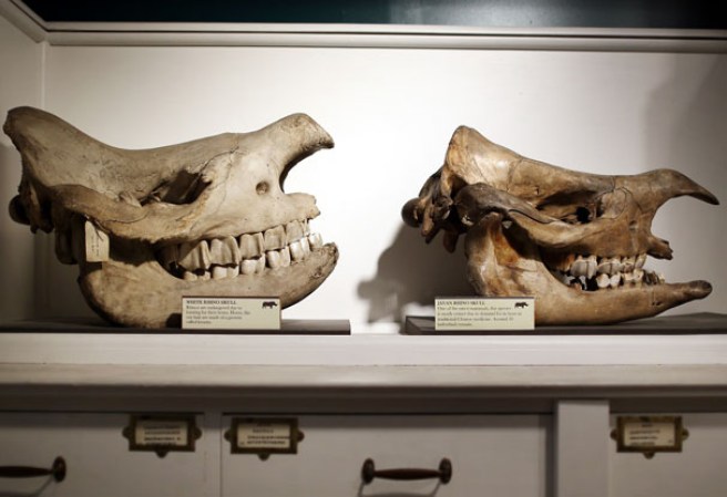 Cráneos de rinocerontes en el museo “Grant Museum of Zoology” de Londres, dónde miles de diferentes especies mantienen una viva presencia.