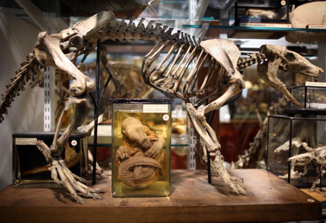 Esqueleto de un cerdo hormiguero en el museo “Grant Museum of Zoology” de Londres, dónde miles de diferentes especies mantienen una viva presencia.