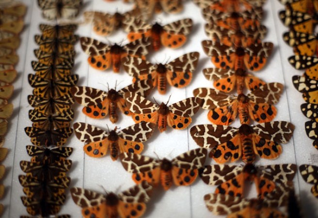 Una interesante colección de mariposas en el museo “Grant Museum of Zoology” de Londres, dónde miles de diferentes especies mantienen una viva presencia.