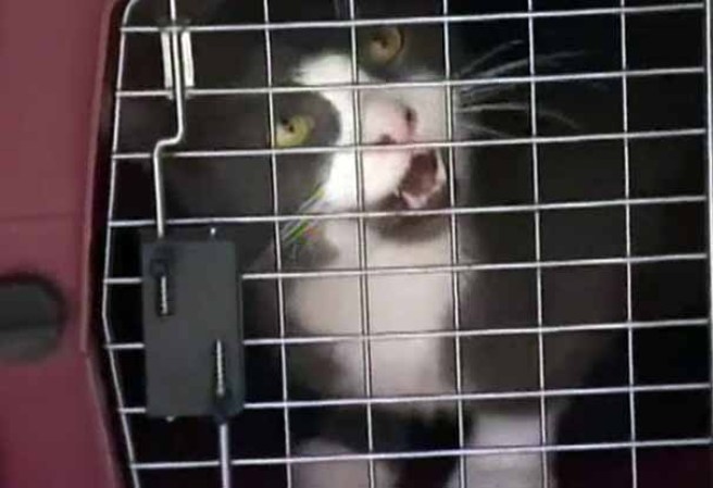 Dentro de la casa merodeaban sueltos acerca de 60 gatos y 25 perros.