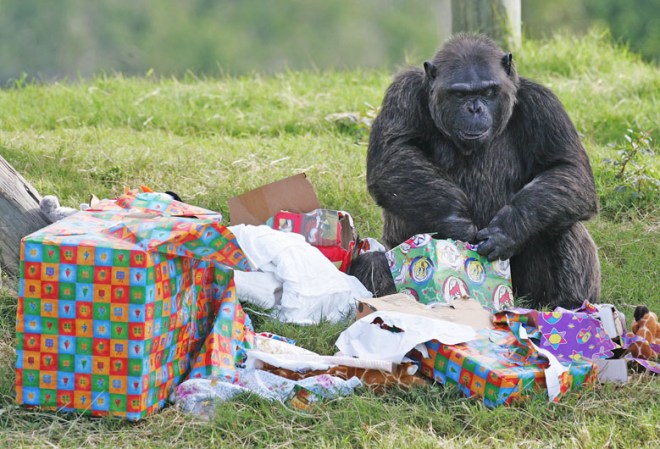 Deseamos compartirlas en esta época festiva como una manera de mostrar que el espíritu navideño también toca a los animalitos.