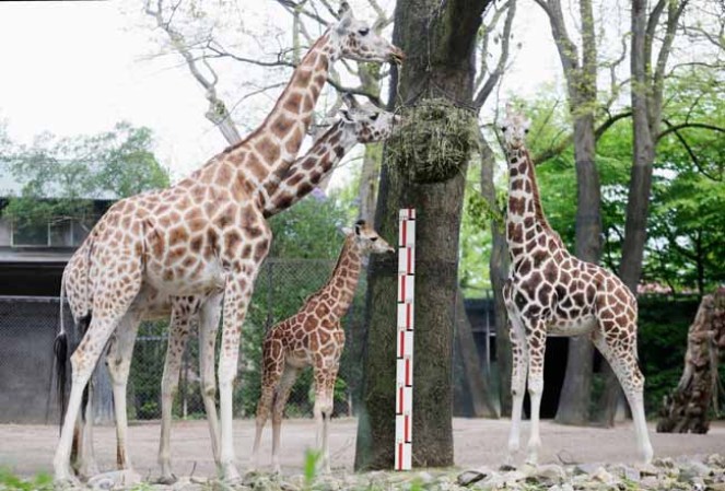 Jirafas se alimentan en familia.