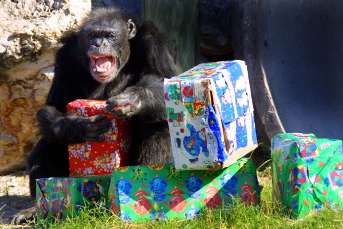 398938 02: A chimpanzee unwraps a present that was delivered by Santa Claus December 21, 2001 at the Lion Country Safari in West Palm Beach, Florida. The annual event of giving gifts to the chimps, which include stuffed animals, balls, and food that have been wrapped by volunteers, hopes to provide them with enrichment and entertainment during the holiday season. (Photo by Joe Raedle/Getty Images)