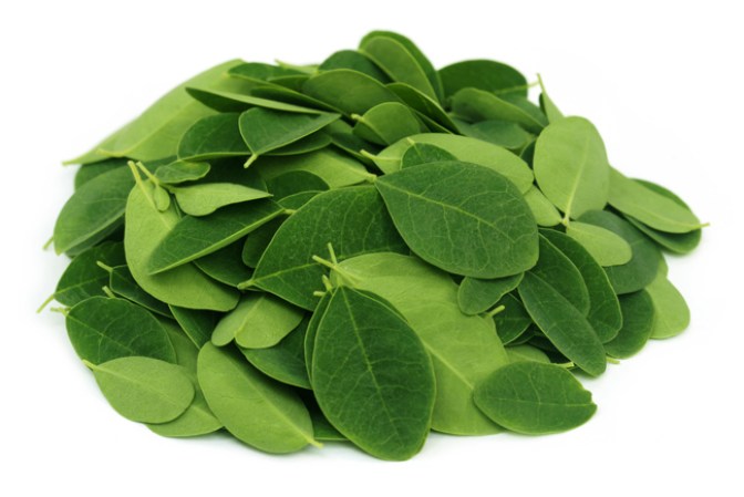 Hojas de Moringa, un secreto bien guardado, es una de las plantas con mas nutrientes que se han encontrado.