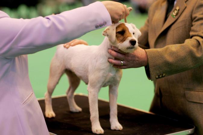 Los resultados que se obtuvieron tras la encuesta aplicada a cerca de 6 mil dueños de perros, ubica a la raza Jack Russell Terrier en el lugar número tres.