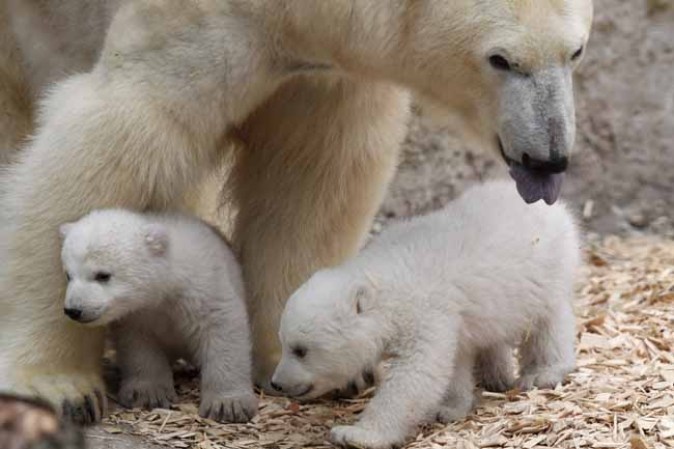 Los inquilinos más tiernos del zoológico.