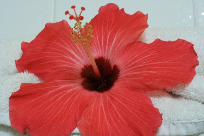 La flor de cayena forma parte del paisaje característico de Quisqueya por su capacidad de propagación, resistencia y rápido crecimiento.