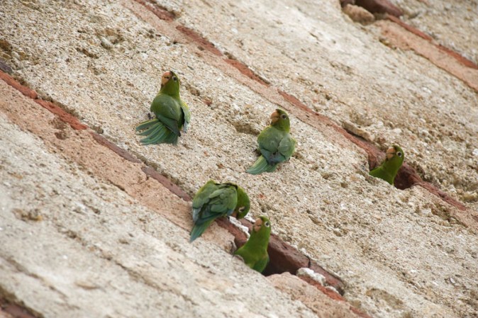 Cotorras.