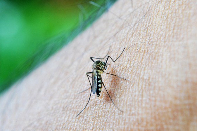 Virus del Nilo Occidental pertenece al género flavivirus y al complejo antigénico de la encefalitis japonesa. Se transmite por mosquitos infectados entre humanos y animales, incluidos pájaros.