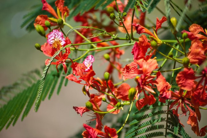 El árbol de flamboyán florece en verano convirtiéndose en una hermosa sombrilla para quienes buscan la sombra en esos calurosos meses.