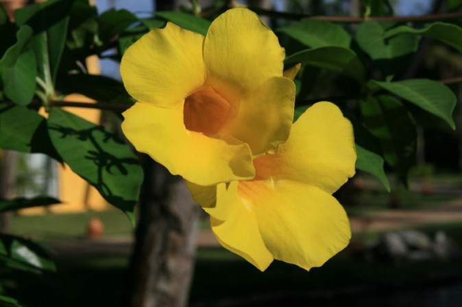 Flor amarilla