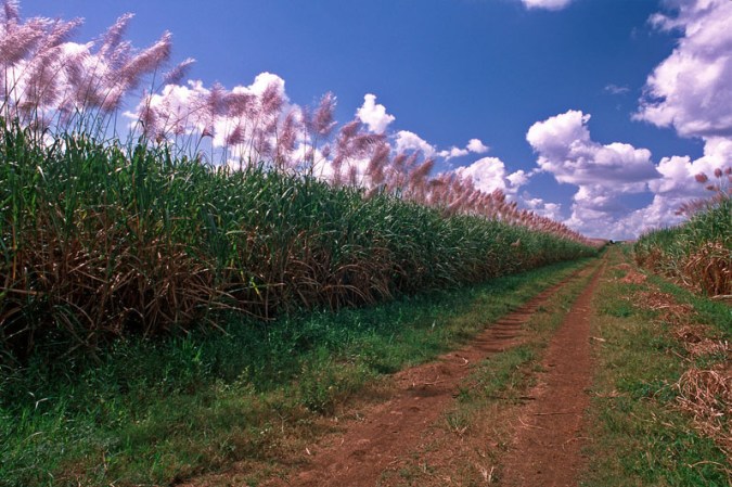 Campos de caña de azúcar en la República Dominicana. La exportación de azúcar fue, por mucho tiempo, uno de los principales sustentos económicos de la isla. Hoy día, la mano de obra recae principalmente en haitianos.